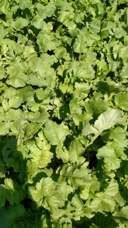 08 20 2015  Brassicas up close