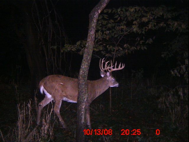 08 Trail Cam