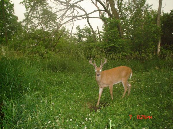 '09 Bow Buck