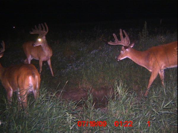 09 Trail Cam Pic