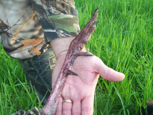 1 1/4 inch spurs