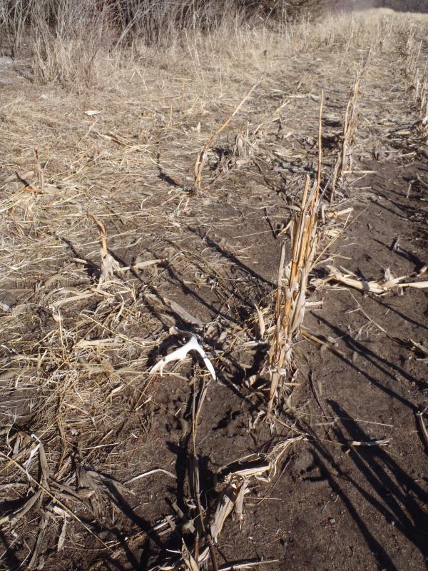 #1 2 1/2 pencil thin. I didn't know it when i took this pic but if you look very closely, about 20 yards down that same row is #2.