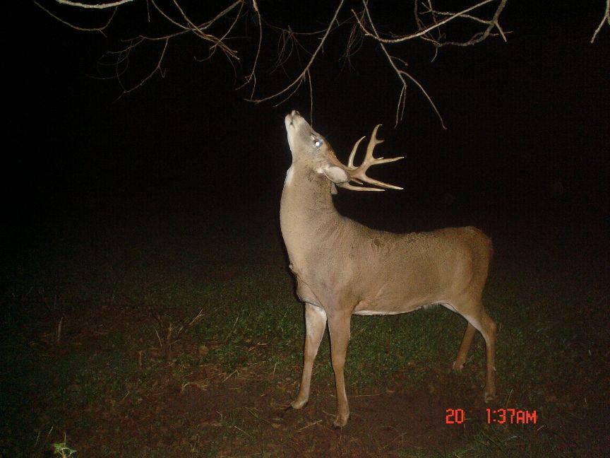 10-25-2011 Bow Kill