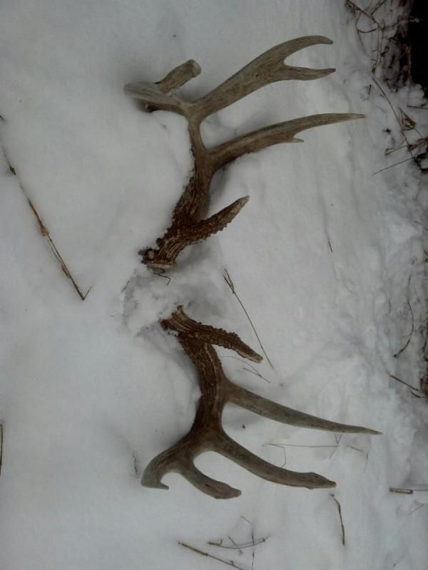 #10 and #11 were worth waiting for........147" of bone