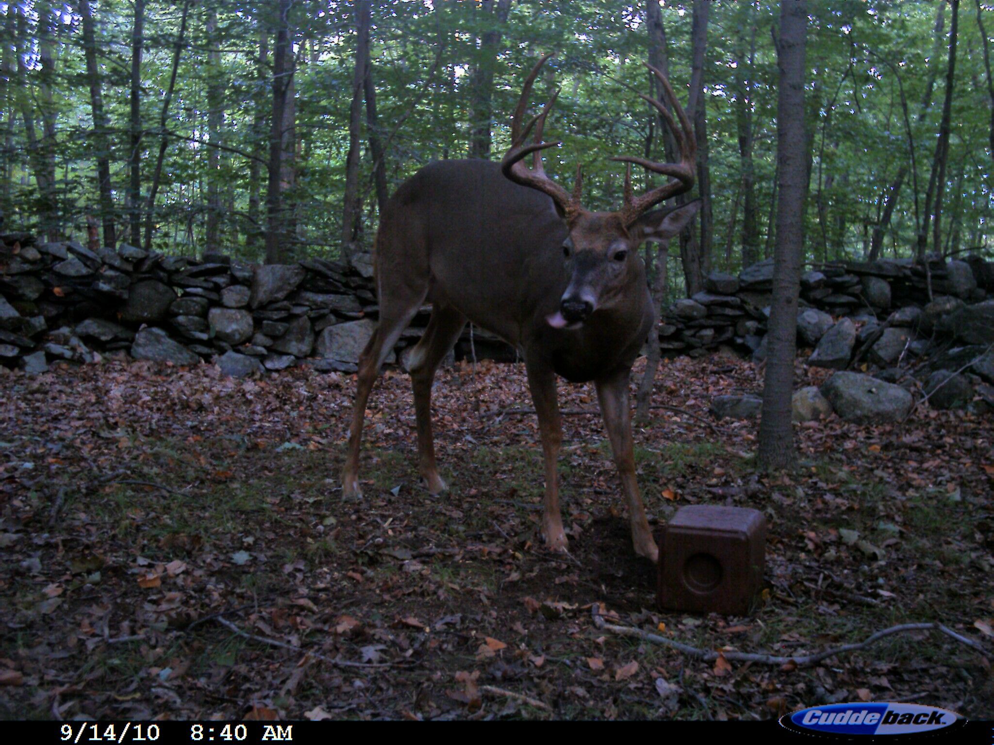 10 Pt Trail Cam