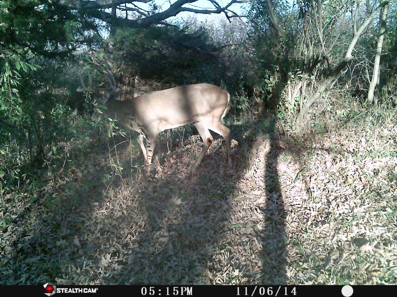 11/20's Deer