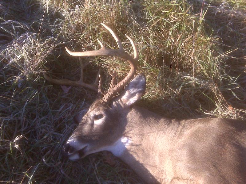 11/4/09 bow