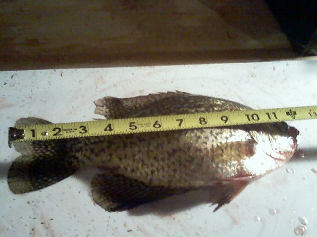 12in Crappie
03-09-10