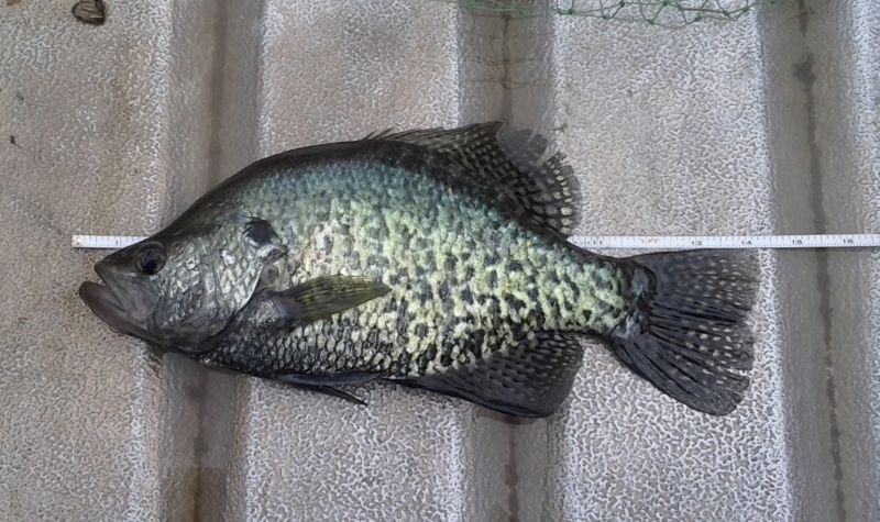 14" Crappie
