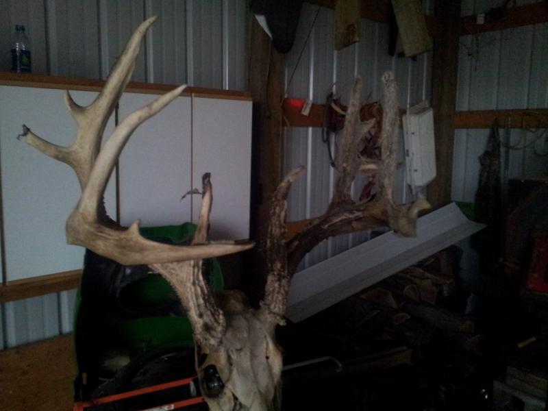 14 pointer found dead 2012