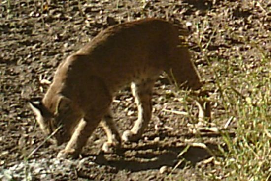 14658-bobcat 2012 295876