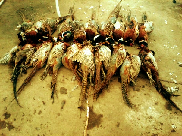 18 out 20 not a bad day at wild feather for 4