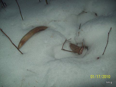 1st. Shed Of 2010