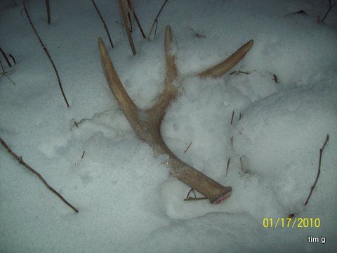 1st Shed Uncovered