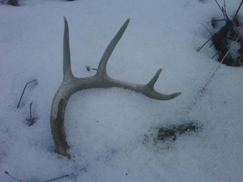 1st Shed