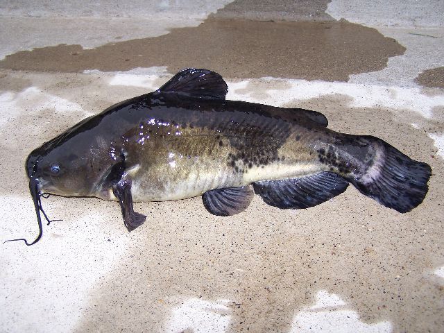2# Bullhead 1
