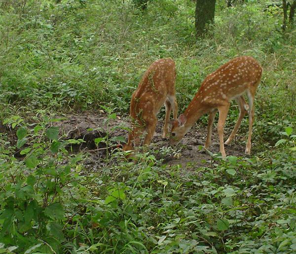 2 fawns