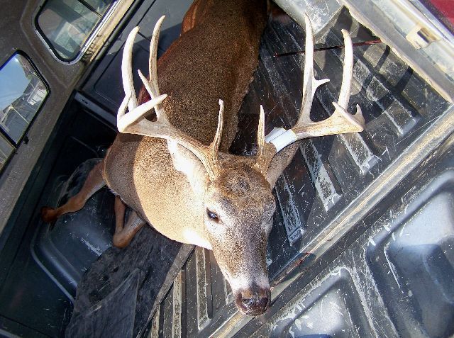 2008 Deer