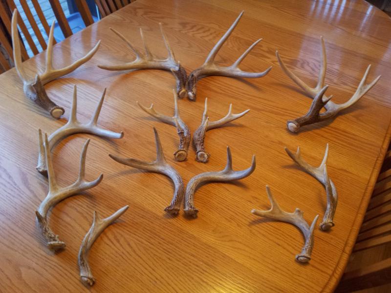 2009-2010 all were found in a 1.5 acre sweet corn field