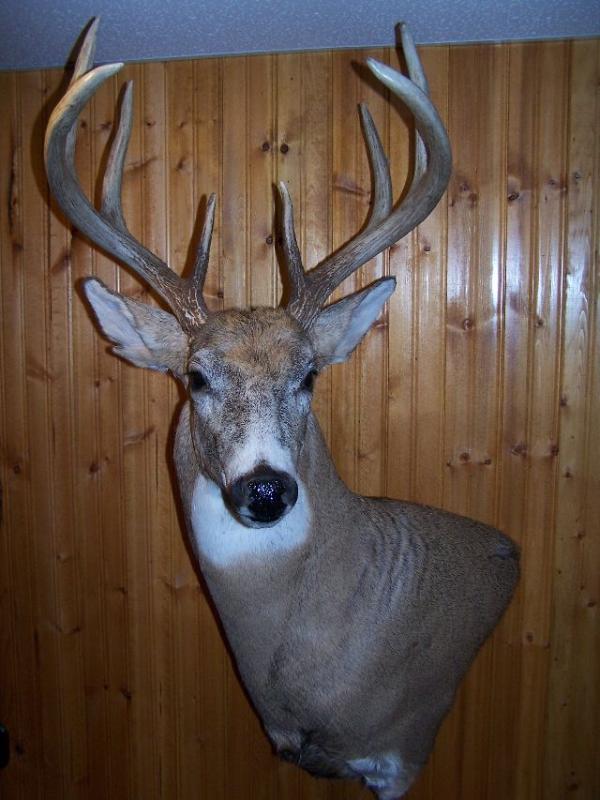 2009 Archery buck 4
