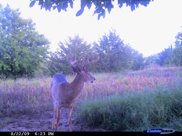 2009 clean rack buck
