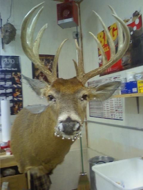 2009 Shotgun Buck 2