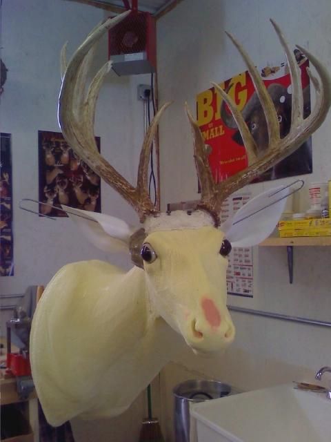 2009 Shotgun Buck