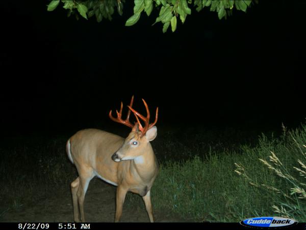 2009 velvet shed buck
