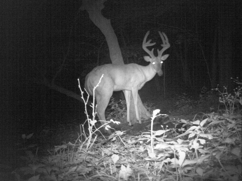 2010-11 Late Muzzy Buck