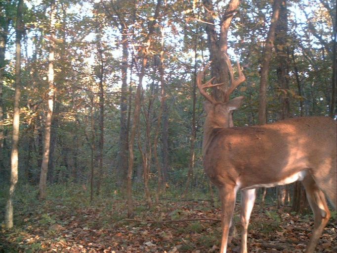 2010-11 Late Muzzy Buck