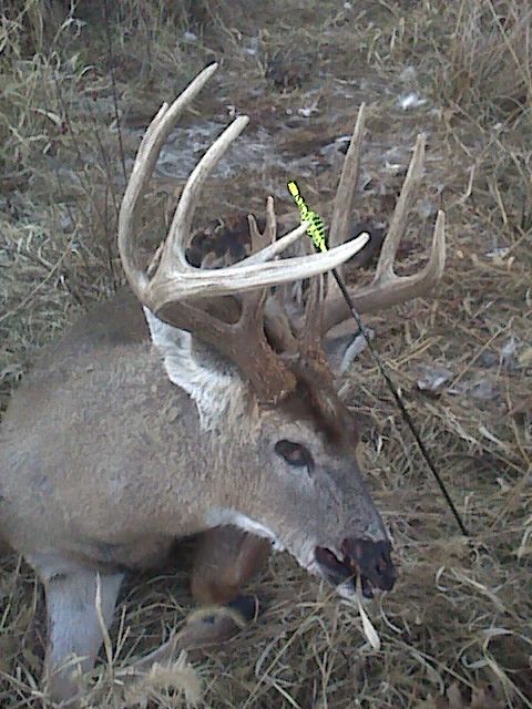 2010 Bow Buck....found