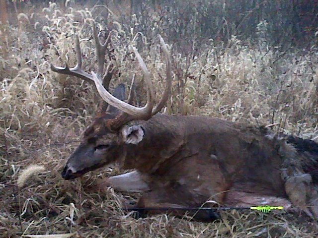 2010 Bow Buck....found