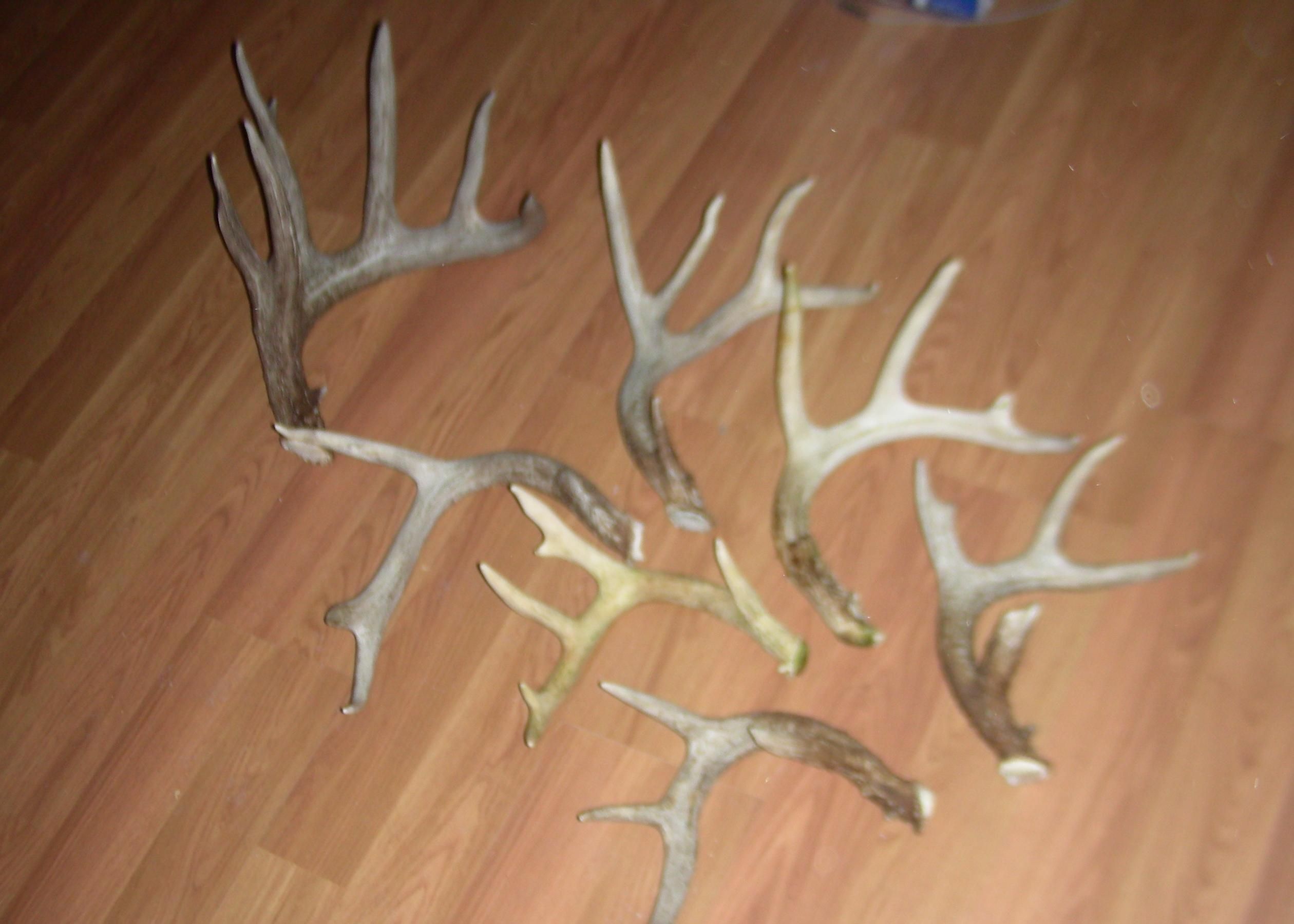 2010 Sheds First Two Weeks