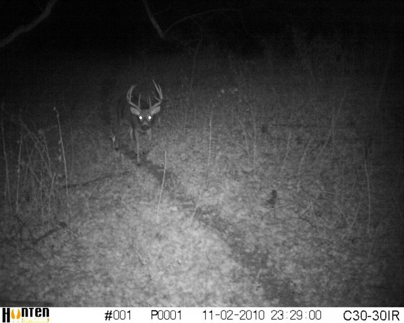 2010 tall tines