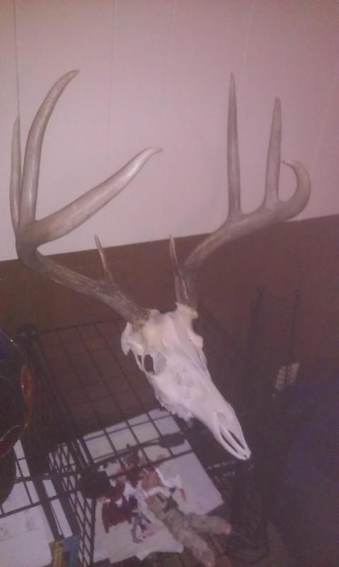 2011 Bow Buck