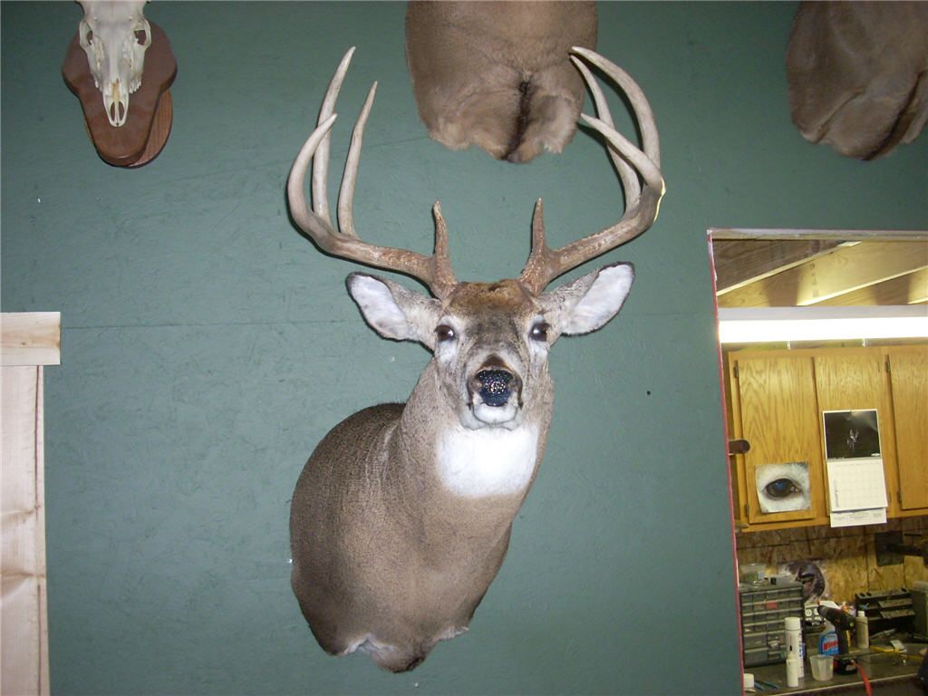 2011 Bow Buck