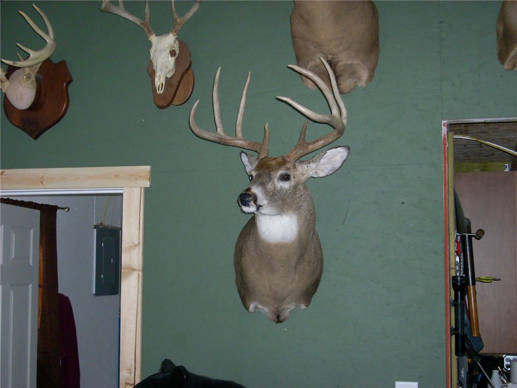 2011 Bow Buck