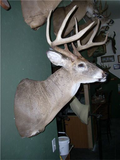 2011 Bow Buck