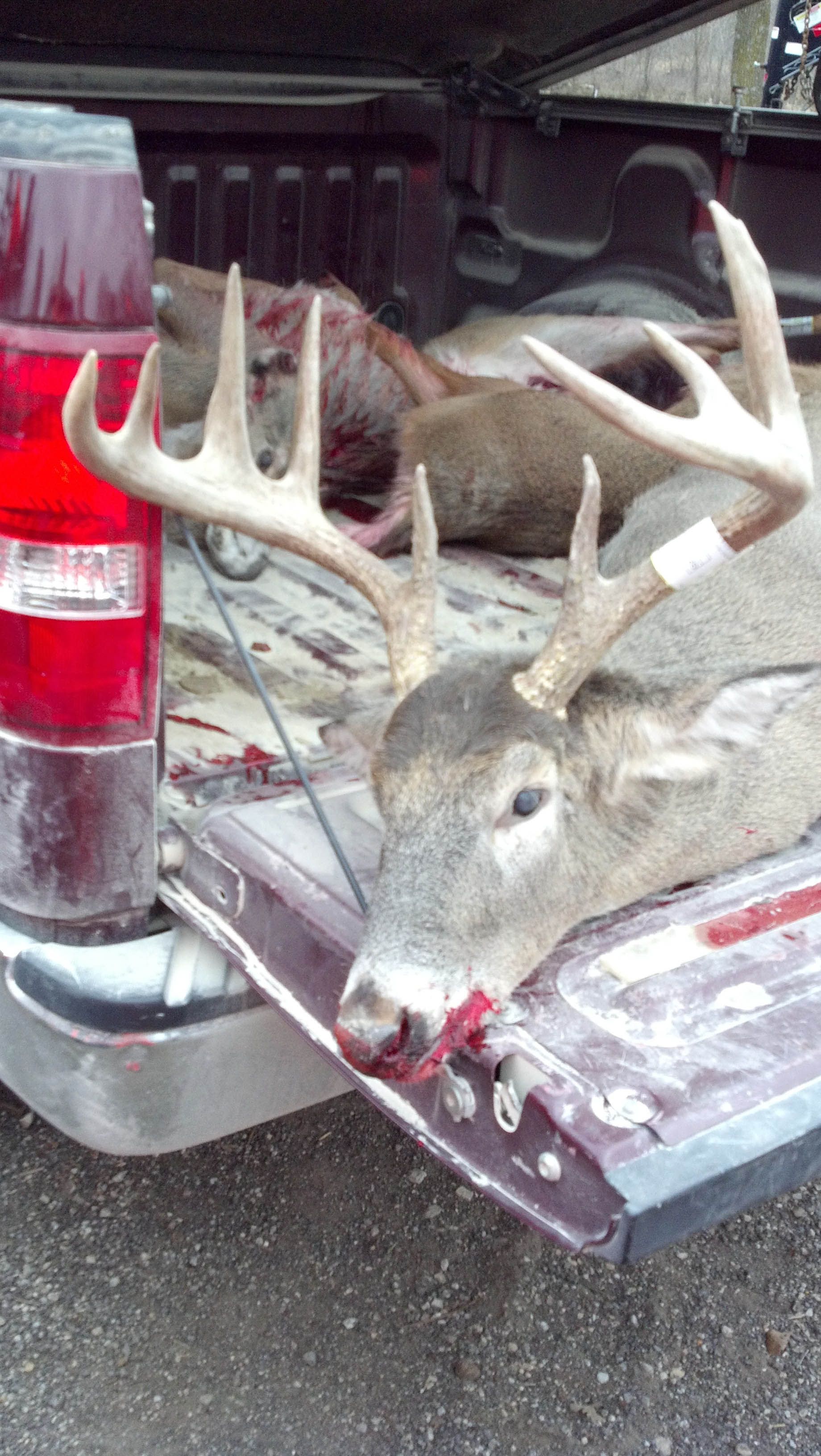 2011 Buck