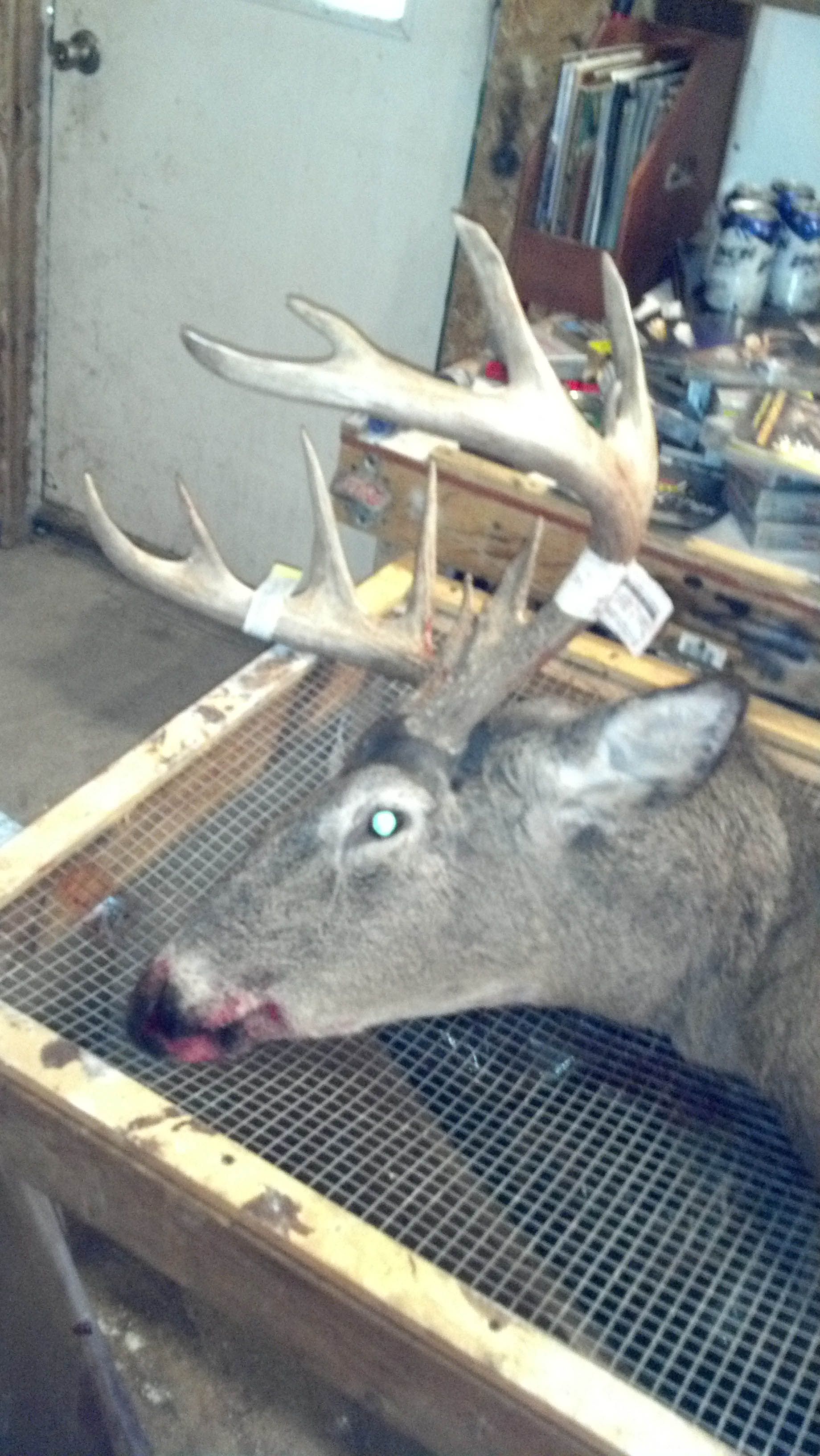 2011 Buck