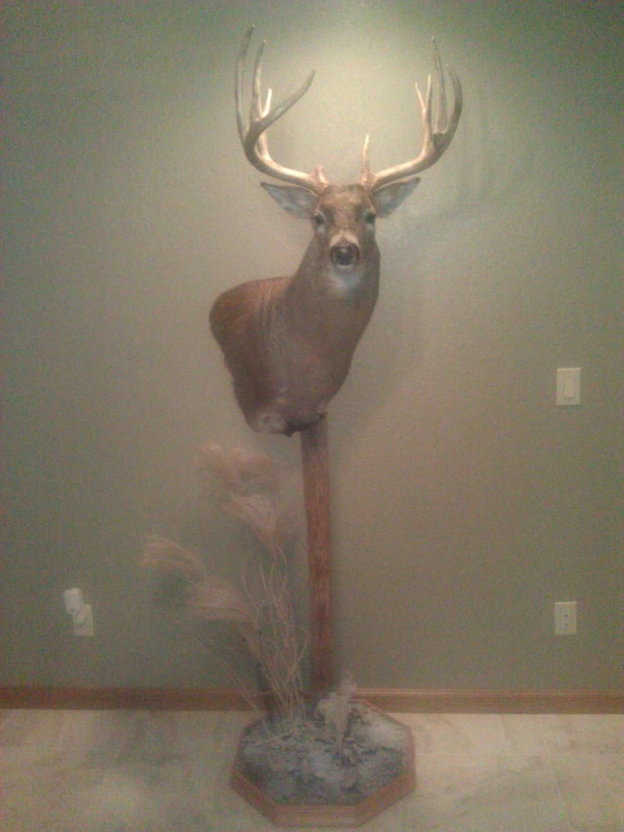 2011 Buck