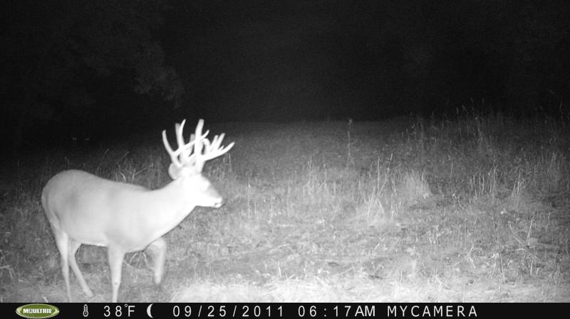 2011 Food Plot Pics 242