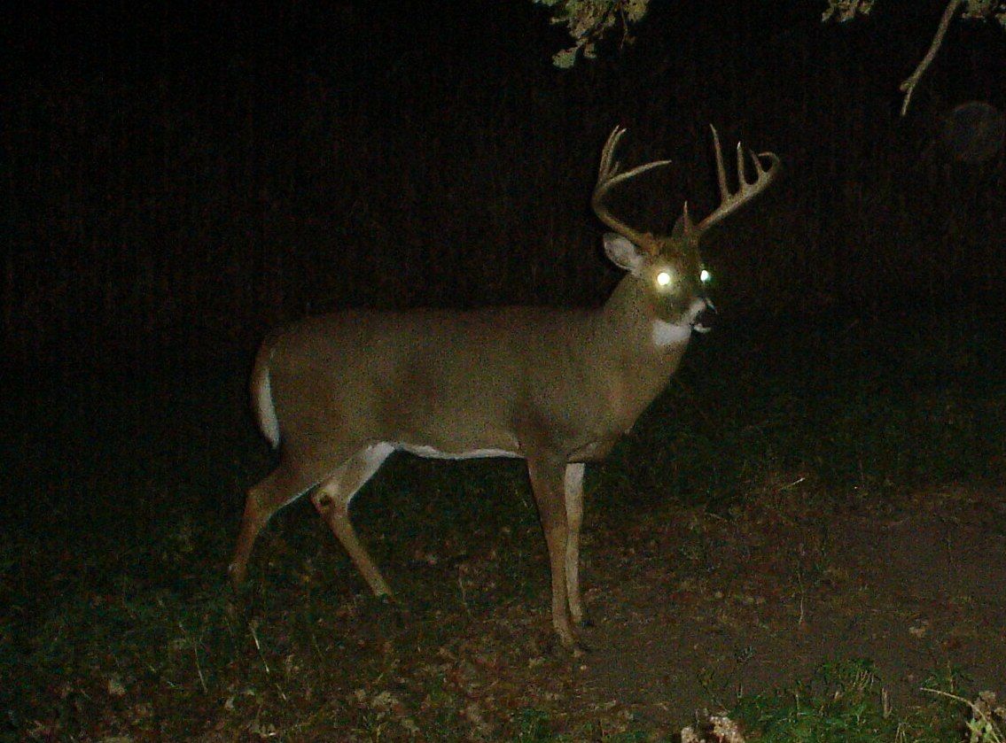 2011 Gun Buck