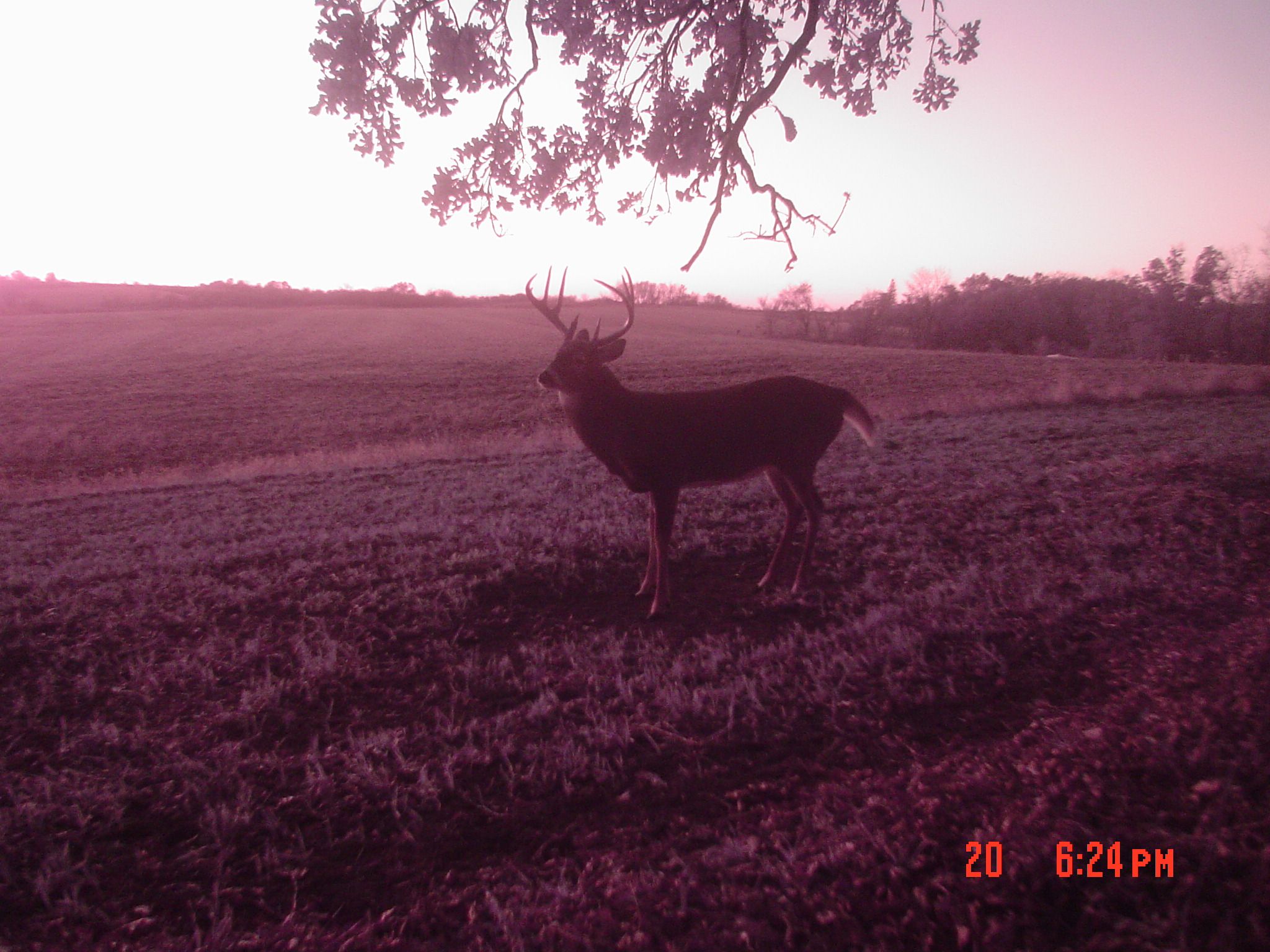 2011 Gun Buck