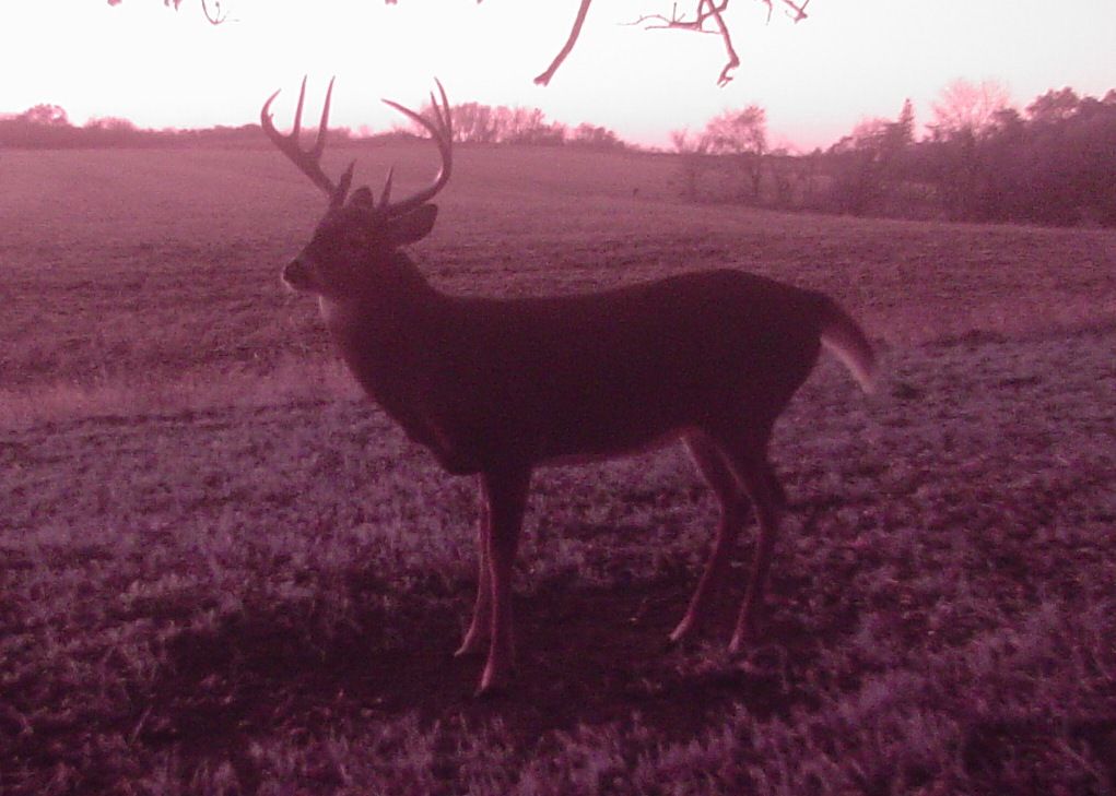 2011 Gun Buck