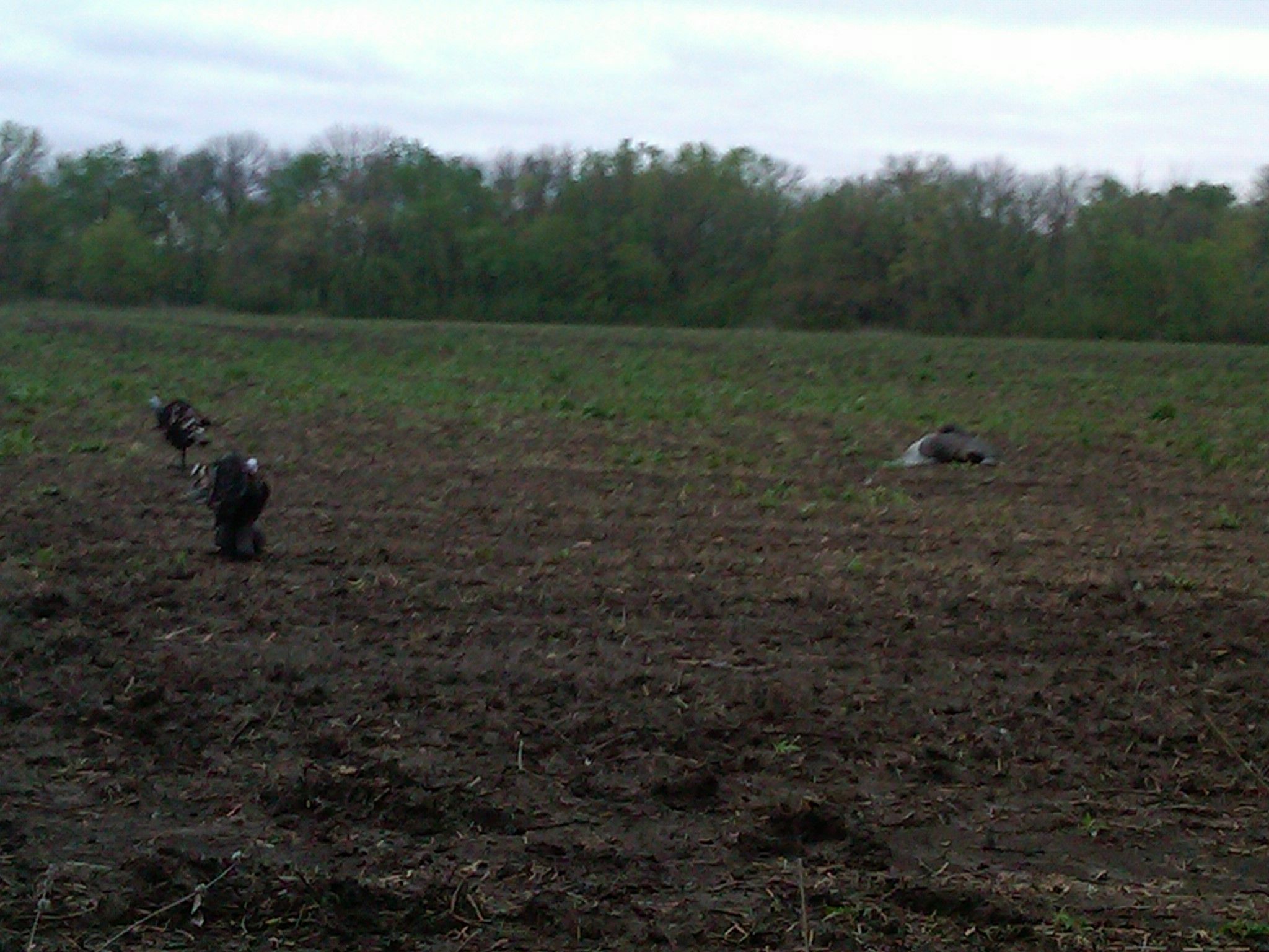 2011 Kansas Turkeys