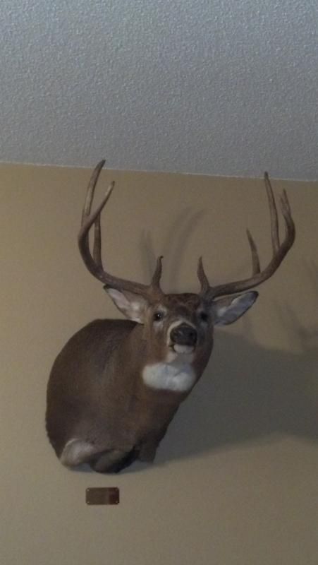 2011 muzzy buck