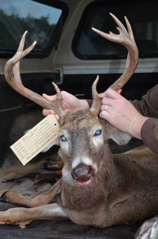 2011 Rifle Buck