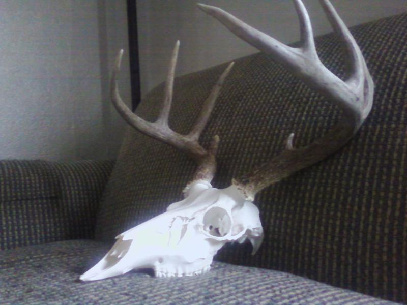 2011 shotgun buck