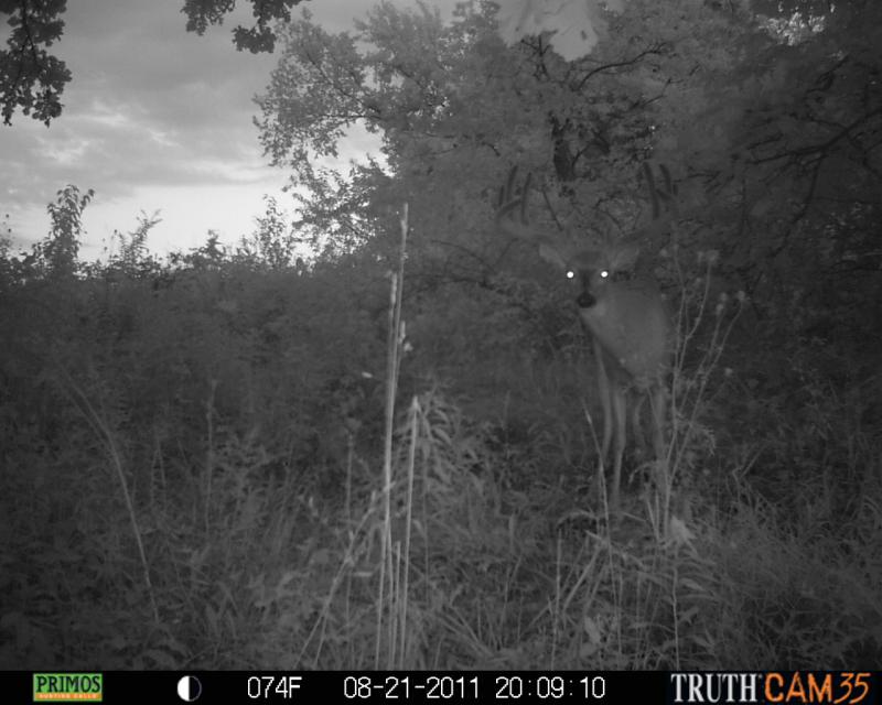 2011 trail cam 134